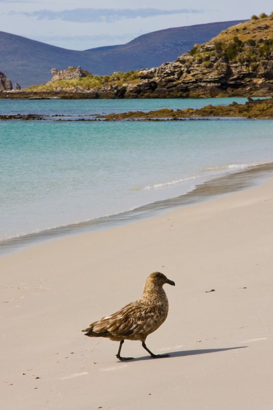 Brown Skua On Beach